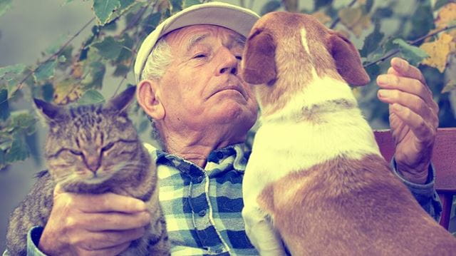 A volunteer playing with cats and dogs